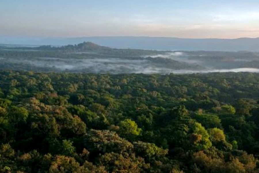 Canopy of the Kakamega Forest