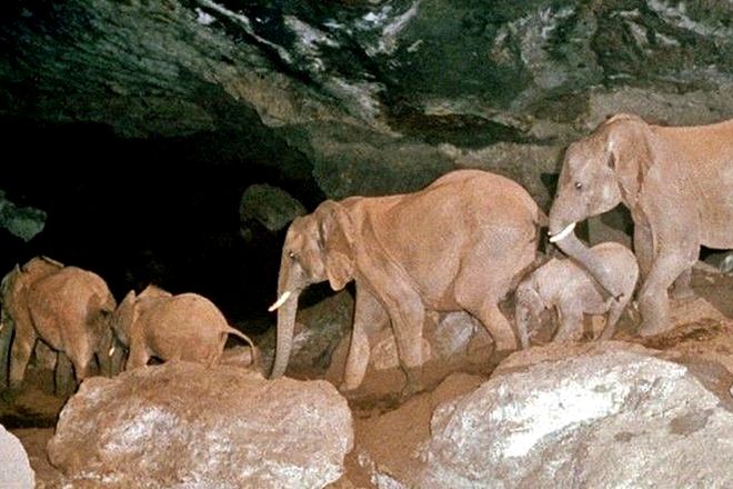 Elephants inside Kitum Cave on Mount Elgon