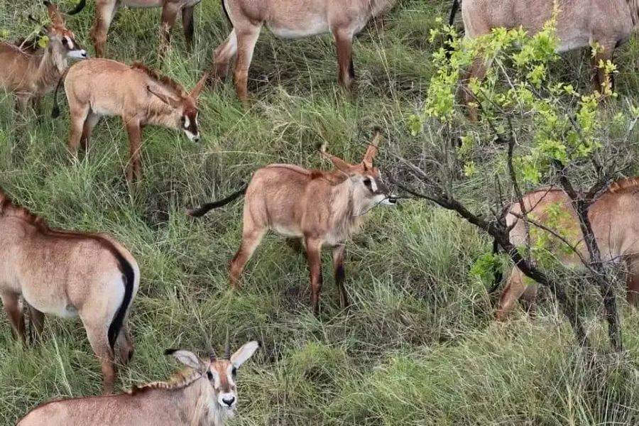 Roan antelopes in Ruma National Park