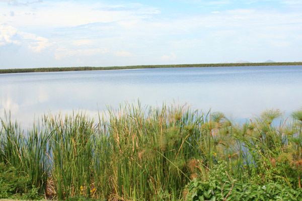 Papyrus wetland at Yala Swamp